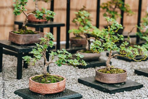 Traditional Bonsai Garden With Miniature Trees