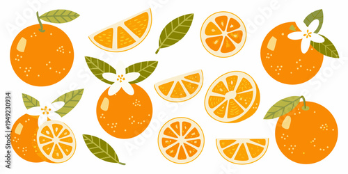 Stylized illustration of whole and sliced oranges with white blossoms and leaves