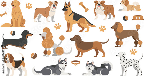 Domestic Dog Breeds Collection with Labrador, Bulldog, German Shepherd, Dachshund, Poodle, Beagle, Husky and Dalmatian Cartoon Pet Vector Set.