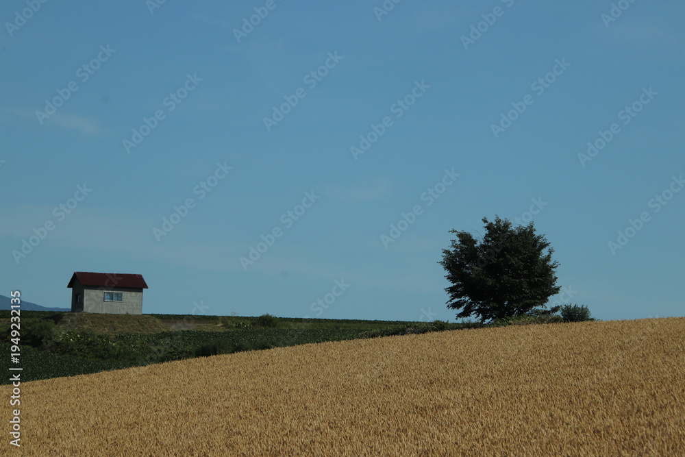 Fototapeta premium the field of wheat