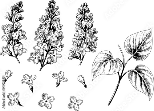 Hand drawn black and white ink of lilac flowers and leaves white background floral
