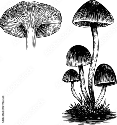 Detailed black and white of a cluster of mushrooms and a single mushroom cap viewed from below a white background