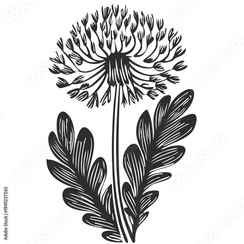 Etch carved style stamp tattoo dandelion design, monochrome vector design art of flowers fluff puff ball, transparent isolated graphic vector png eps vintage hand drawn bold lines sketch, block print 