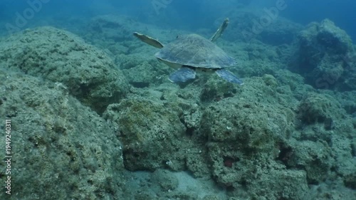 turtle swimming  underwater. green sea turtle (Chelonia mydas) swimming and feeding ocean grass scenery  with animal eating