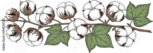 An illustration of a cotton branch with green leaves and fluffy white cotton balls on a plain white background