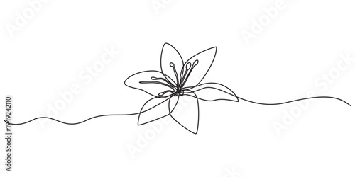 abstract lily flower,continuous single line art drawing sketch, logo, Lily Continuous Line Drawing with Editable Stroke. Vector Pen and Ink Illustration, Continuous one line drawing beauty fresh.