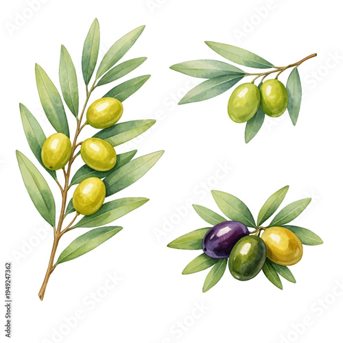 A watercolor vector set of olive branches with green and black olives for mediterranean food designs, botanical illustrations, and olive harvest themes.