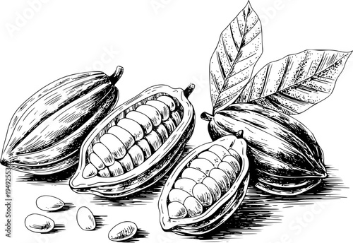 Hand Drawn Cocoa Pods and Beans with Leaves White Background Detailed cacao leaf