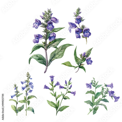Tableau sur toile Collection of skullcap herb branch painting, Minimal yet artistic elements for creative designs