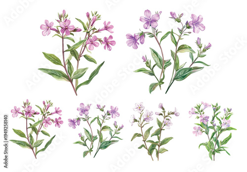 Collection of Soapwort plant painting set, Minimal yet artistic elements for creative designs. hand-drawn paint, Simple Illustration, A beautiful painting isolated on a white background