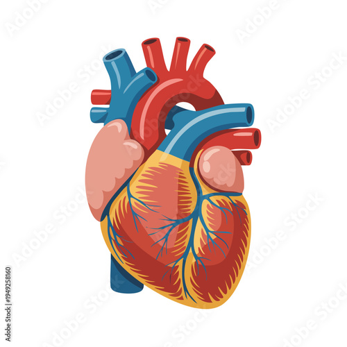 Detailed human heart anatomy illustration with colorful vascular syste