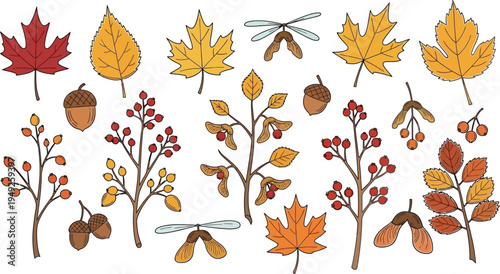 A colorful illustration of various autumn leaves, acorns, and dragonflies on a white background