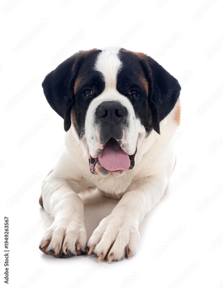 Fototapeta premium saint bernard in studio