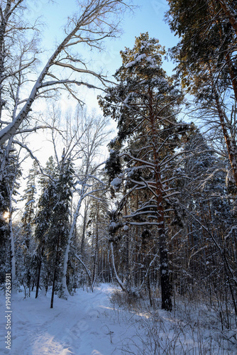 Wallpaper Mural Winter morning in a mixed forest. Trees covered with snow. Torontodigital.ca