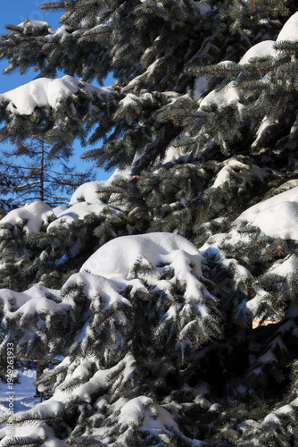 Wallpaper Mural Snow lies on the branches of a spruce tree on a clear summer day Torontodigital.ca