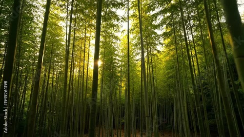 Sunlit Bamboo Forest Serene Nature Scenery Video.