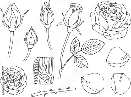Collection of hand drawn line rose including buds blooms leaves thorns and wood texture