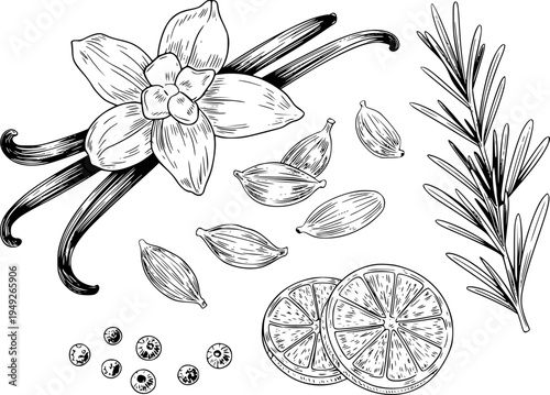 Hand drawn black and white of vanilla beans flower cardamom pods rosemary sprigs and citrus slices