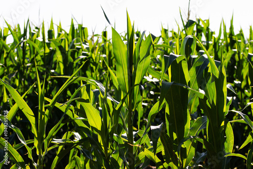  Young corn field in bright sunlight. Green maize plants growing on a farm, agriculture and food production concept.