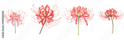 Collection of spider lily flower painting, Minimal yet artistic elements for creative designs. hand-drawn paint, Simple Illustration, A beautiful painting isolated on a white background