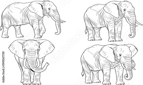 Four black and white of elephants in different poses line animals wildlife pachyderms
