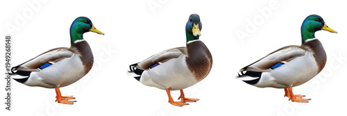 Fotografi Set of mallard ducks isolated on transparent background PNG