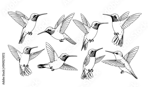 Hand Drawn Hummingbird Pencil Illustration Set Sketch Bird Vector