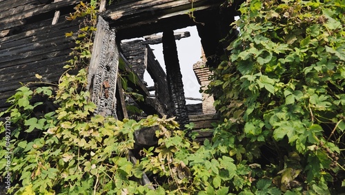 Fotografie Green vine reclaiming burnt house structure, growth embracing charred wood and r