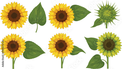 Sunflower Collection: Detailed Illustrations of Sunflowers at Different Stages