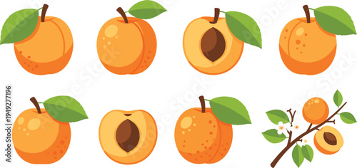 Vector Illustration of Ripe Peaches with Leaves and Pits for Fruit and Orchard Designs