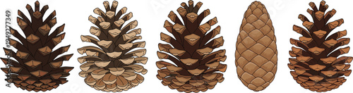Pinecone Vector Set Featuring Different Shapes and Styles for Nature Illustrations and Woodland Designs