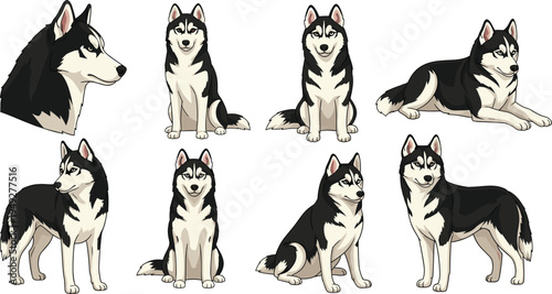 Siberian Husky Dog Vector Set Featuring Various Poses and Expressions for Animal Illustrations and Pet Designs