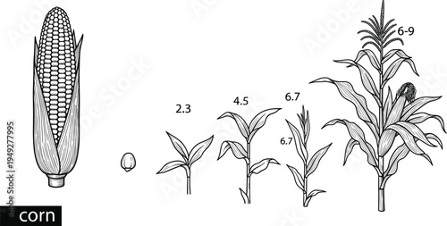 Corn plant growth stages diagram with maize cob, seed and development phases, agricultural crop lifecycle illustration isolated on white background