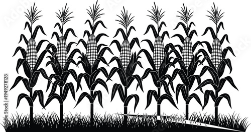 Corn plants with maize cobs silhouette in agricultural field row, farming crop landscape isolated on white background vector illustration
