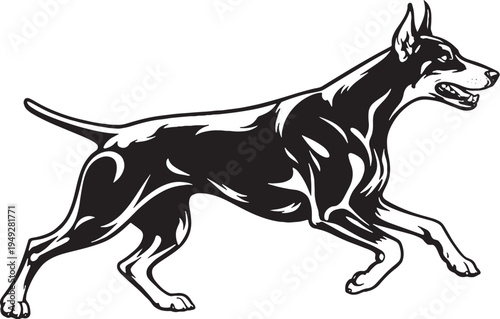 Doberman Pinscher Running Protective Escort Black and White Line Art Illustration