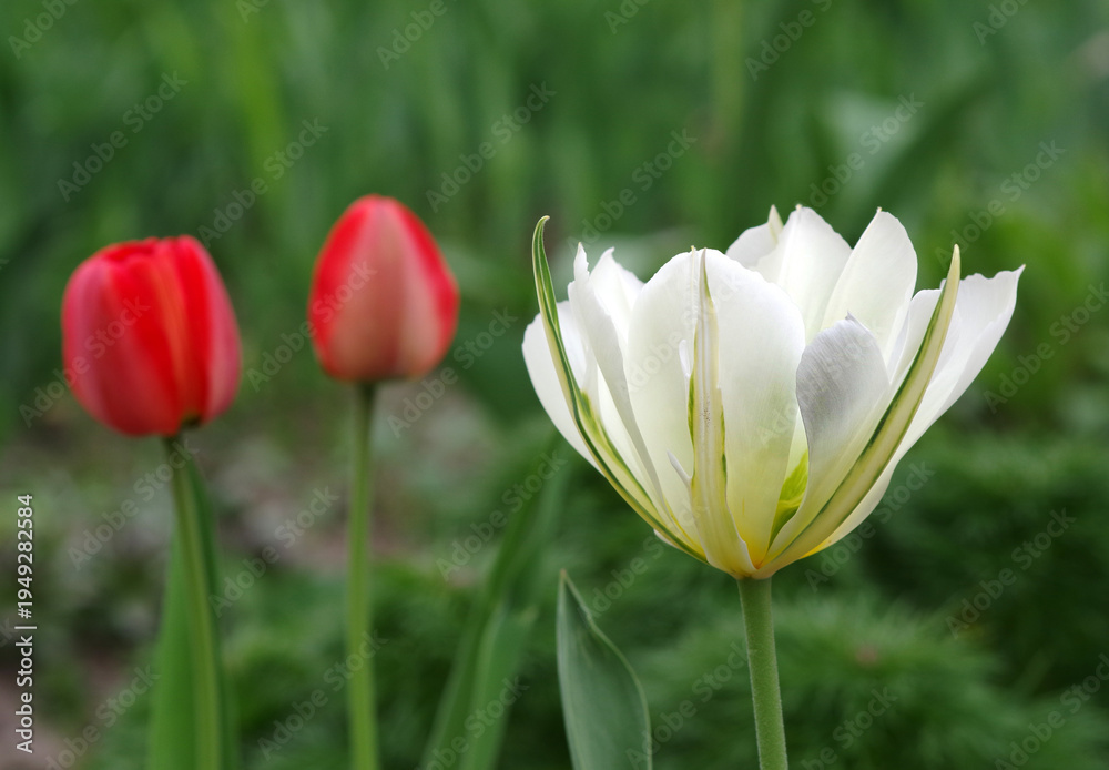 Obraz premium white tulip in a flowerbed in the garden