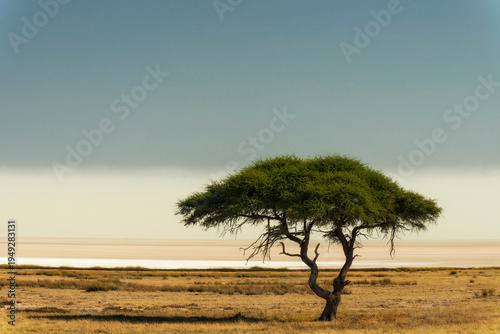 A single green acacia tree stands in a dry African grassland with a vast white salt pan and misty horizon under a blue sky at sunset.