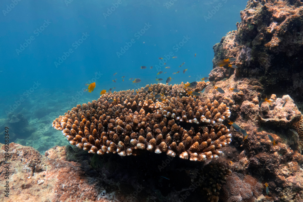 Fototapeta premium Observe diverse aquatic life thriving in a clear tropical ocean. Colorful Golden damselfish Amblyglyphidodon aureus swim through healthy coral formations and a dynamic ecosystem