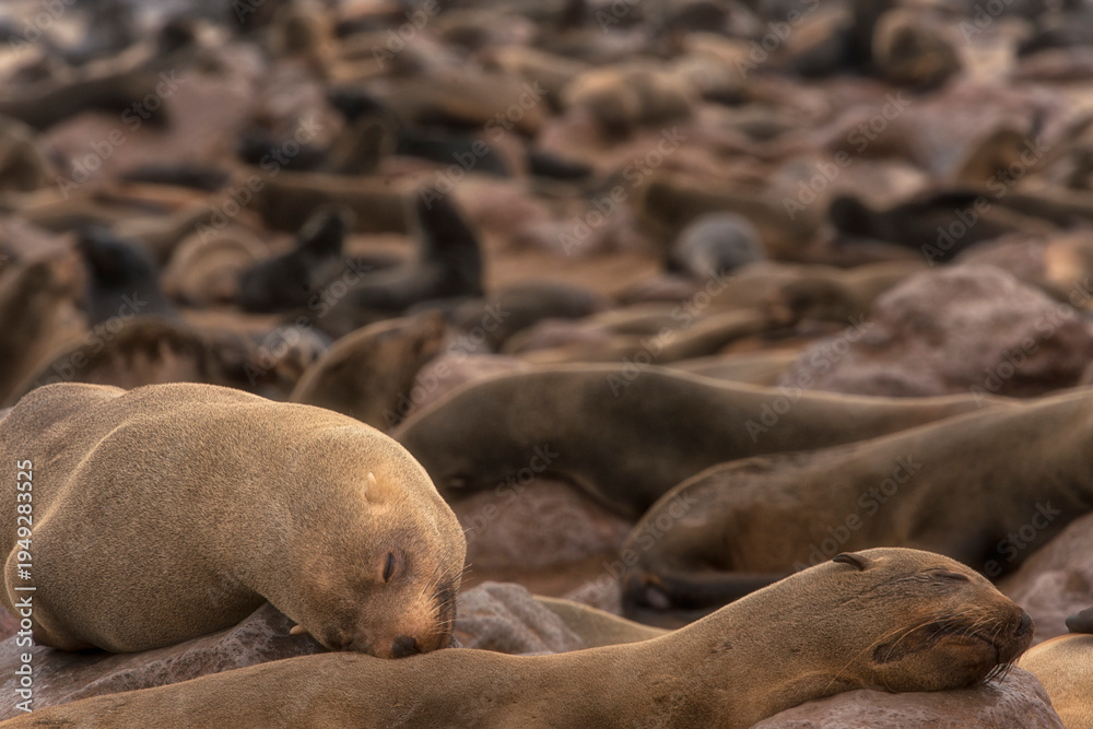 Fototapeta premium A close-up view of two Cape fur seals resting on rocks with a vast blurred colony of seals in the background at Cape Cross, Namibia, during daylight.