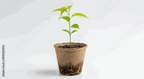 Young plant growing in biodegradable pot with visible roots