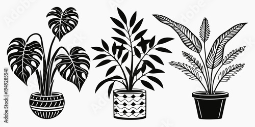 Three distinct houseplants in pots, each with unique leaf patterns and shapes.