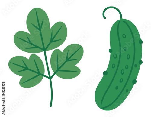 Flat vegetable illustration with fresh parsley leaf and cucumber  in modern green style, healthy food ingredient graphic, organic nutrition concept vector design.