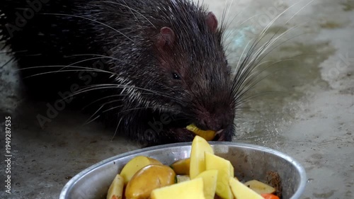 Slow motion Malayan Porcupine enjoying a snack from a metal bowl