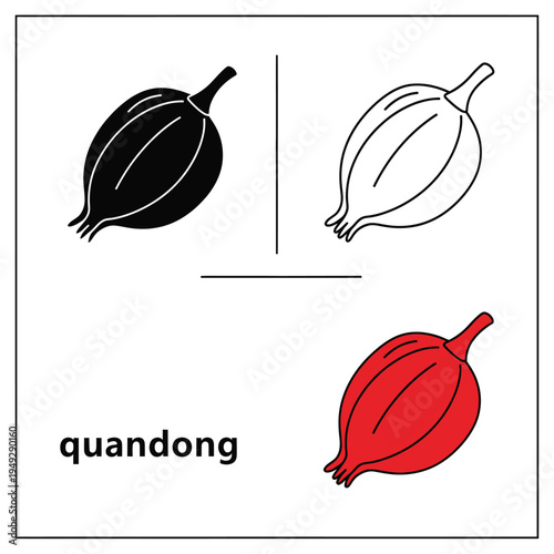 Quandong fruit vector icon set. native australian fruit illustration in flat style