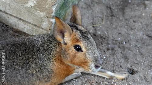 Slow motion a Patagonian mara laying on the ground