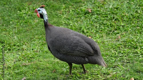 Slow motion Meleagris turkey bird standing on top of a lush green field