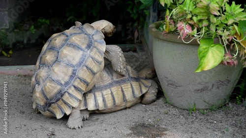 Slow motion Sulcata tortoise mating next to a potted plant
