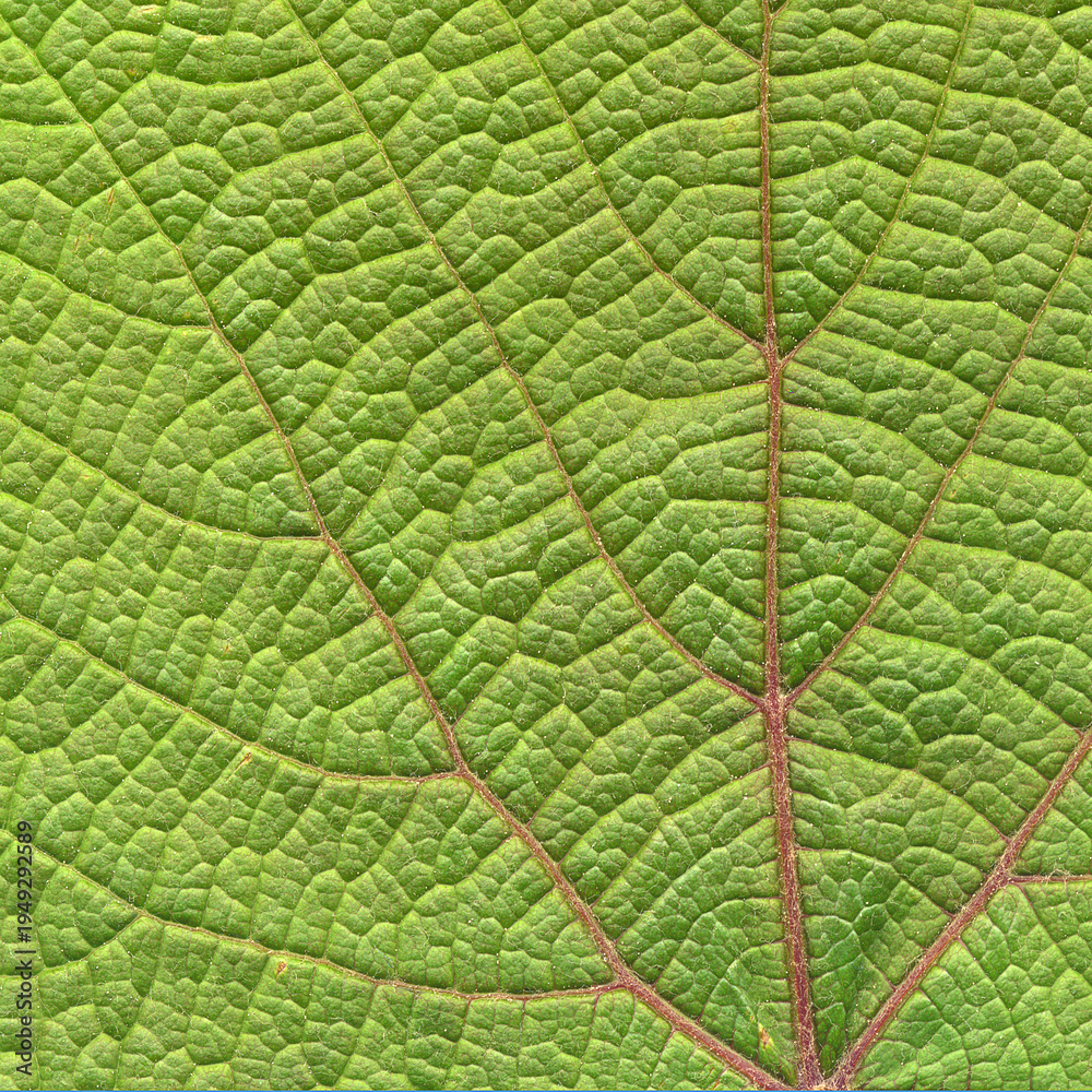 Fototapeta premium Close-up of a green leaf from a wild grapevine