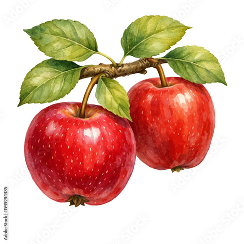 A watercolor vector of red apples on a tree branch with green leaves for fruit illustrations, orchard harvest designs, and healthy food themes.