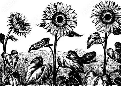 Black and white of sunflowers in a field with large leaves and distant hills nature